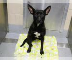 Small American Pit Bull Terrier Mix