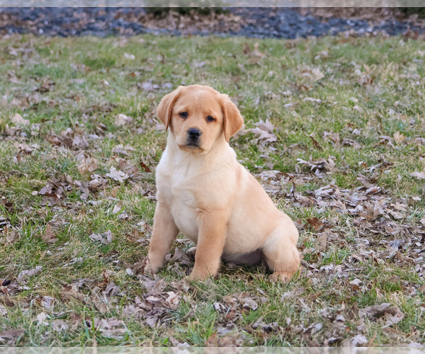 Medium Photo #7 Labrador Retriever Puppy For Sale in SYRACUSE, IN, USA