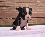 Small #4 Boston Terrier
