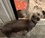 Small #7 Chinese Crested