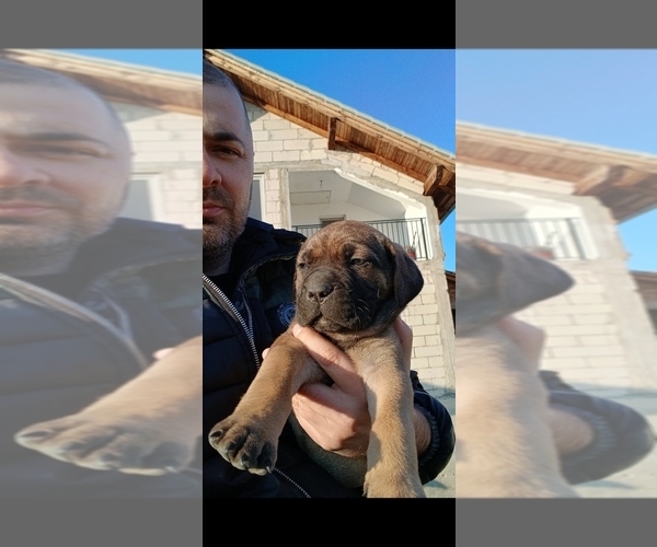 Medium Photo #1 Cane Corso Puppy For Sale in Lugoj, Timis, Romainia