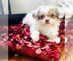 Peke-A-Chon Puppy for sale in ANN ARBOR, MI, USA