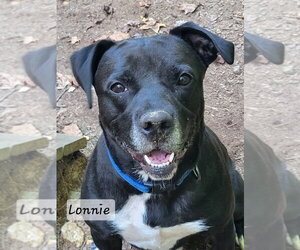 Lonnie - Male Labrador Retriever-Unknown Mix Dog for Adoption - Photo #13