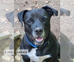 Small #12 Labrador Retriever Mix