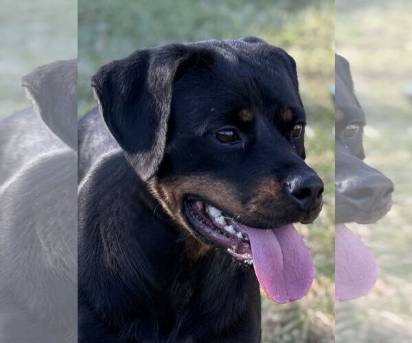 Medium Photo #3 Rottweiler Puppy For Sale in Mooresville, NC, USA