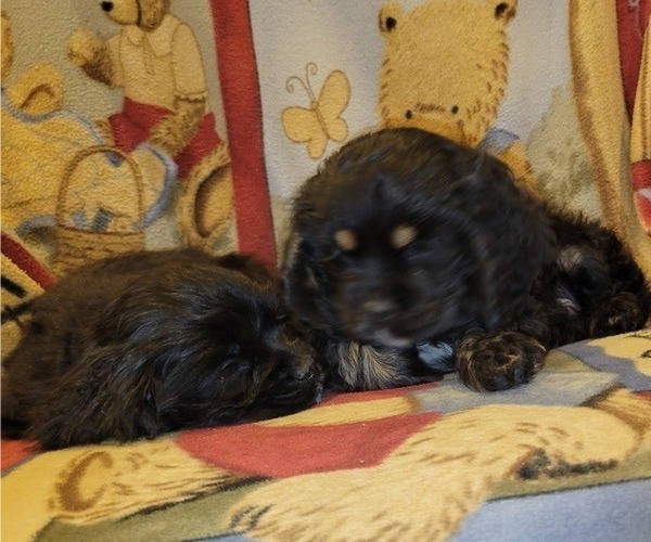 Medium Photo #3 Cocker Spaniel Puppy For Sale in WITHEE, WI, USA