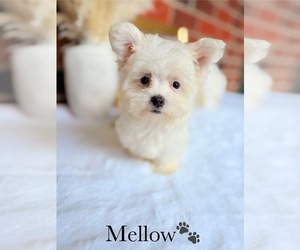 Maltese Puppy for sale in MURFREESBORO, TN, USA