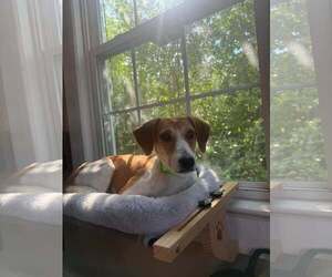KEDI - Female Mutt Dog for Adoption - Photo #3