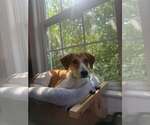 Small Photo #3 Mutt Puppy For Sale in Woodbury, NY, USA