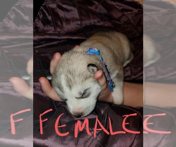 Medium Photo #3 Siberian Husky Puppy For Sale in SALEM, OR, USA