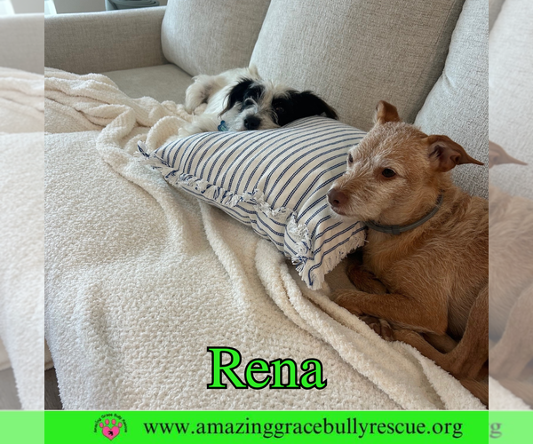 Medium Photo #7 Mutt Puppy For Sale in Pensacola, FL, USA