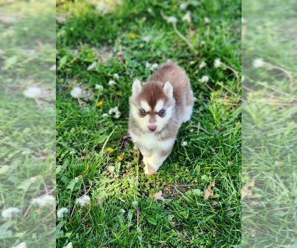 Medium Photo #3 Siberian Husky Puppy For Sale in KANSAS CITY, MO, USA