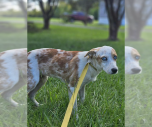Mutt Dogs for adoption in Cranston, RI, USA