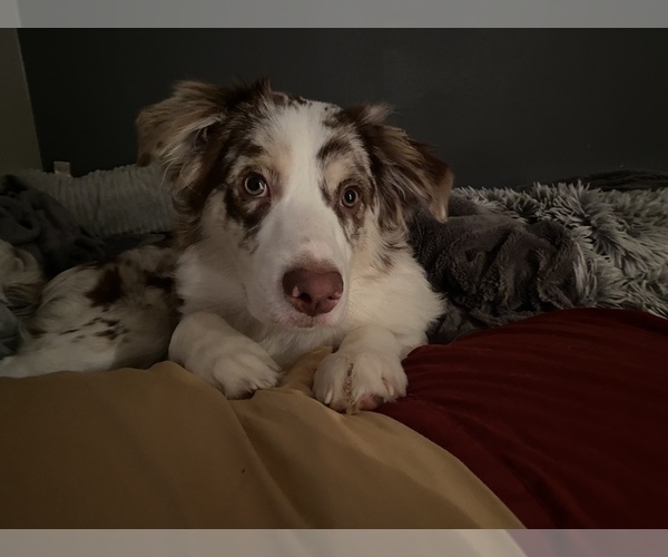 Medium Photo #22 Border Collie Puppy For Sale in EVERETT, WA, USA