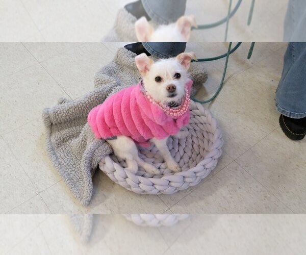 Medium Photo #17 Chihuahua-Unknown Mix Puppy For Sale in Boston, MA, USA