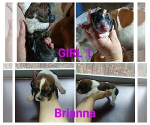 Basset Hound Puppy for sale in BULLS GAP, TN, USA