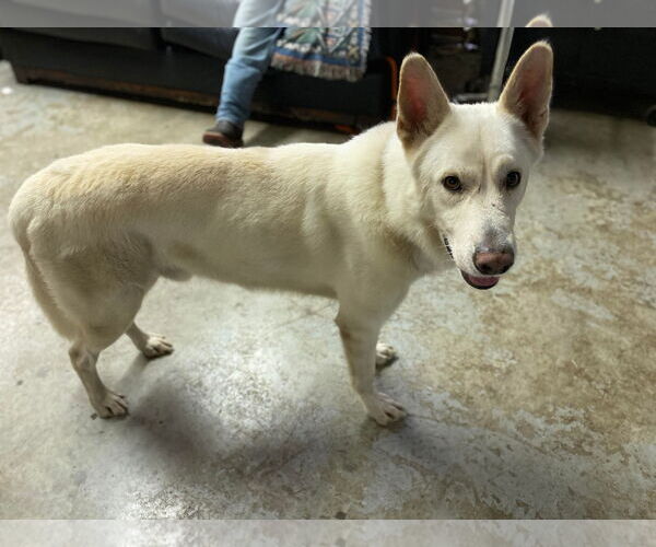 Medium Photo #17 German Shepherd Dog Puppy For Sale in Lewistown, PA, USA