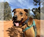 Small Photo #247 Mutt Puppy For Sale in Kanab, UT, USA