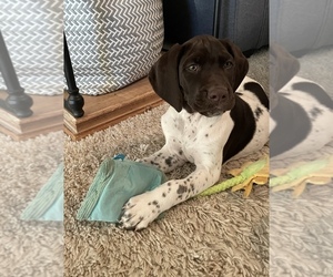 German Shorthaired Pointer Puppy for sale in INMAN, SC, USA