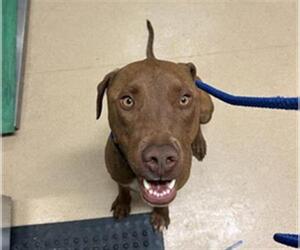Doberman Pinscher-Labrador Retriever Mix Dogs for adoption in Placerville, CA, USA