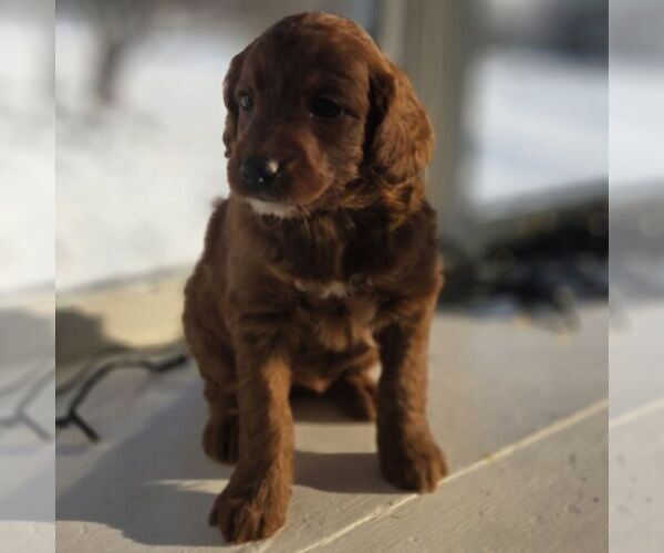 Medium Photo #2 Irish Doodle (Miniature) Puppy For Sale in NEW HOLLAND, PA, USA