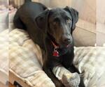 Small #11 Labrador Retriever Mix