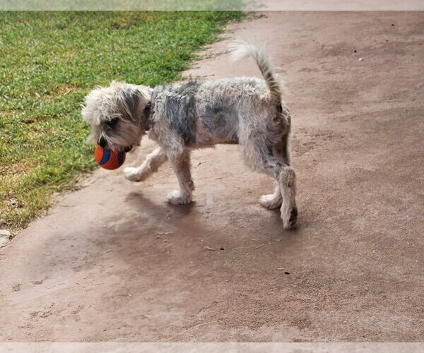 Medium Photo #6 Maltese-Unknown Mix Puppy For Sale in Grafton, WI, USA