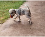 Small #5 Maltese Mix