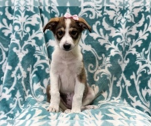 Anatolian Shepherd-Australian Shepherd Mix Puppy for sale in LAKELAND, FL, USA