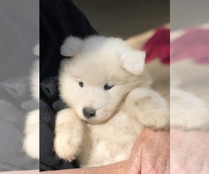 Samoyed Puppy for sale in COOPERSBURG, PA, USA