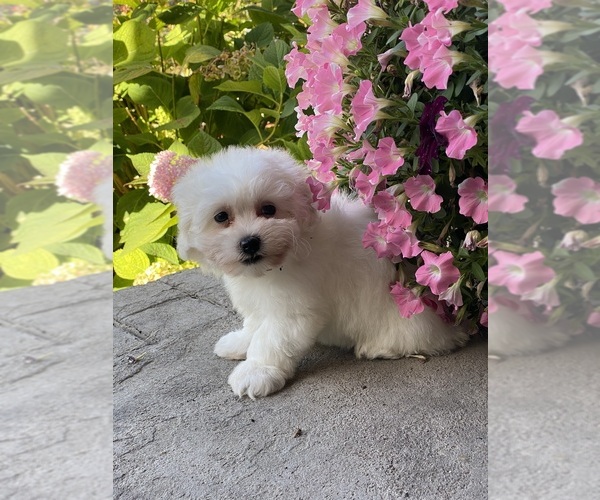 Medium Photo #2 Coton de Tulear Puppy For Sale in CANOGA, NY, USA