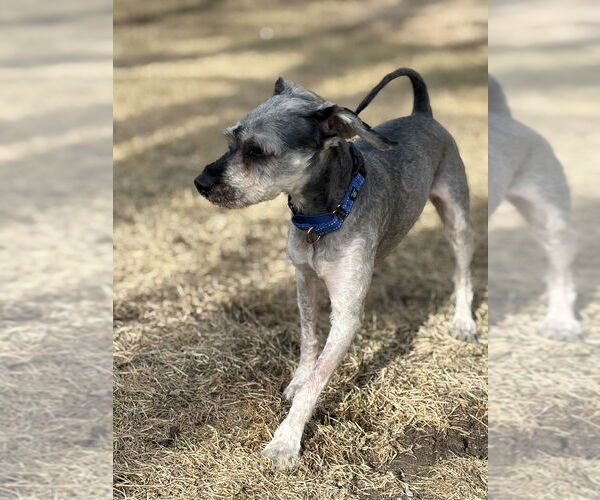 Medium Photo #6 Mutt Puppy For Sale in Mundelein, IL, USA