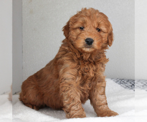 Goldendoodle-Poodle (Miniature) Mix Puppy for sale in CHRISTIANA, PA, USA
