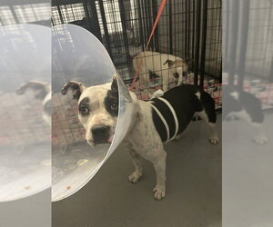 Mutt Dogs for adoption in Bakersfield, CA, USA