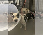 *PIGGLET - Female Mutt Dog for Adoption - Small photo