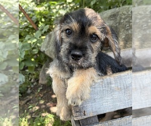 Schnoodle (Miniature) Puppy for sale in MIDDLEBURY, IN, USA