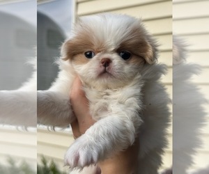 Japanese Chin Puppy for sale in SALEM, OR, USA