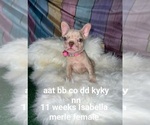 Small Photo #51 French Bulldog Puppy For Sale in CAPE CORAL, FL, USA