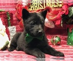 Small Photo #6 German Shepherd Dog Puppy For Sale in CLAY, PA, USA