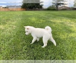 Small Photo #8 Shiba Inu Puppy For Sale in RIO RANCHO, NM, USA