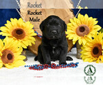 Puppy Rocket Labrador Retriever