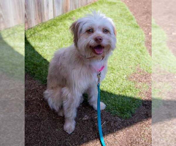 Medium Photo #6 Mutt Puppy For Sale in Kennesaw, GA, USA