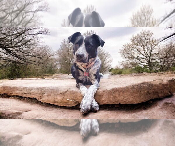 Medium Photo #2 Border Collie-Unknown Mix Puppy For Sale in Highland, IL, USA