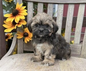 Shih Tzu Puppy for sale in THORP, WI, USA