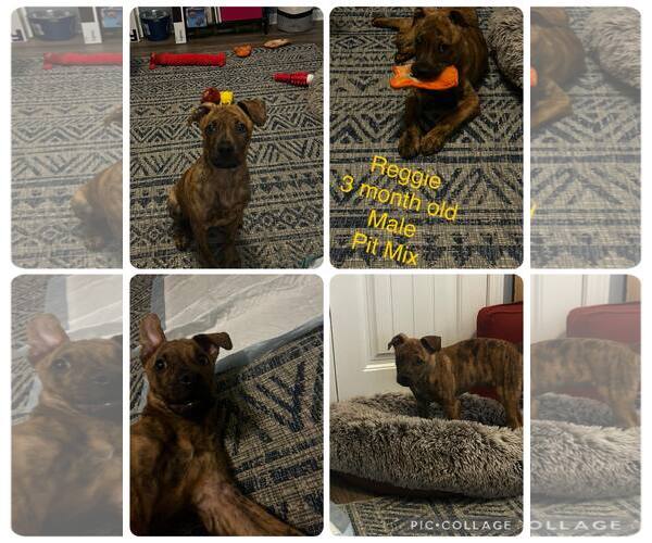 Medium Photo #1 American Pit Bull Terrier-Unknown Mix Puppy For Sale in Jacksonville, NC, USA