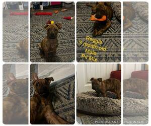 American Pit Bull Terrier-Unknown Mix Dogs for adoption in Jacksonville, NC, USA