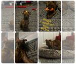 Small American Pit Bull Terrier Mix
