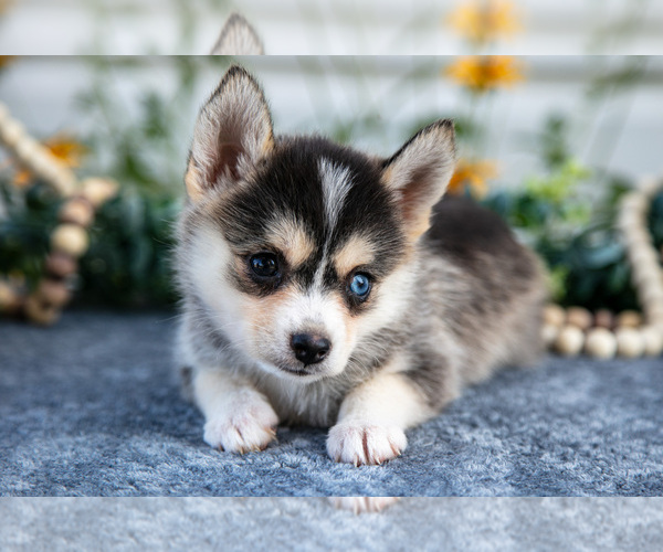 Medium Photo #4 Pomsky Puppy For Sale in ELIZABETHTOWN, PA, USA