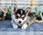 Small #2 Pomsky