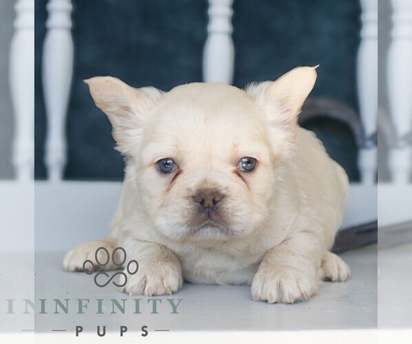 Medium Photo #1 French Bulldog Puppy For Sale in GORDONVILLE, PA, USA